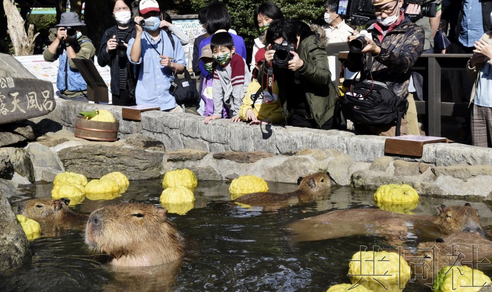 伊豆仙人掌動物公園展示水豚洗柚子浴 Jp Home Com 伊豆仙人掌動物公園展示水豚洗柚子浴 Jp Home Com