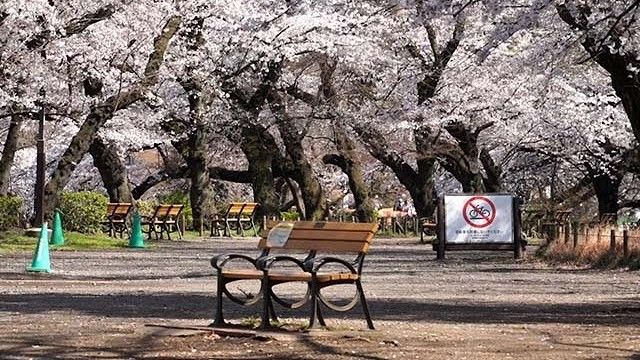 影片 静靜地享受賞花東京的井之頭公園 Jp Home Com 影片 静靜地享受賞花東京的井之頭公園 Jp Home Com
