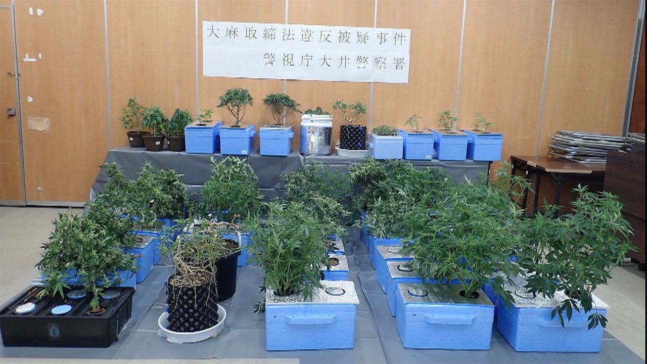 東京立川市一名男子 42 在自家栽培大麻企圖銷售遭警方逮捕 Jp Home Com